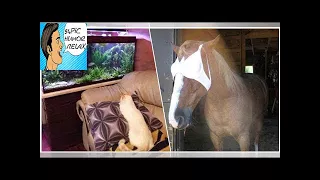 Awesome animals will hit you right in the funny bone 40 Photos - 94Pic Humor Relax