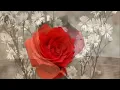 Red Roses For A Blue Lady -  Bert Kaempfert and His Orchestra -