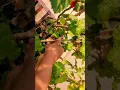 Download Lagu Geranium grow 🌱 from cutting 🤗