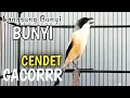 Lagu burung cendet gacor ISIAN AMPUH untuk PANCINGAN CENDET AGAR BUNYI bikin BURUNG PENTET GACOR SEKETIKA