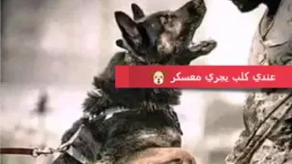 مهرجان عندي كلب يجر معصكر دندنها