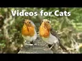 Download Lagu Videos for Cats and Dogs to Watch : Birds Spectacular