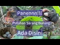 Download Lagu Ini Gak Masuk Akal😱😱😱. Ngebolang Mencari Sarang Burung. Ketemu Puluhan Sarang Burung di Hutan Ini