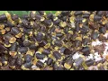Rubber duckies Isopods