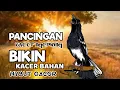 PANCINGAN KACER GACOR NGEPLONG MEMANCING KACER APASAJA SUPAYA BUNYI GACOR DISORE HARI!