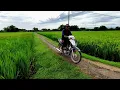 Adem Banget Pemandangan Sawah di Campursari Karangjati Ngawi