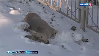 Российские биологи нашли в крови погибших косуль следы пестицидов