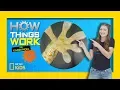 How Gecko Feet Work How Things Work with Kamri Noel