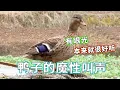 Lagu 我本来都觉得这家伙叫声吵的不行，居然有人觉得它的叫声魔性，合理怀疑你们和我有仇！【天下一场梦】