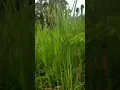 Download Lagu sistem Agroforestri di desa Paya Rengas kec. Hinai kab.Langkat. Sumatera Utara