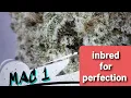 MAC 1 STRAIN REVIEW