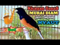 Download Lagu Suara kicau Murai Batu  COCOK BUAT PANCINGAN MURAI LAIN BANYAK DIAM JADI NYAUT!MASTER SANG JUARA