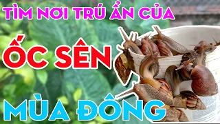 Tìm Nơi Trú Ẩn Của Ốc Sên Mùa Đông | Tin Vui Thỏ Đã Đẻ Con