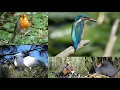 Download Lagu Birds of the Netherlands, their song, call or sound. 118 species.