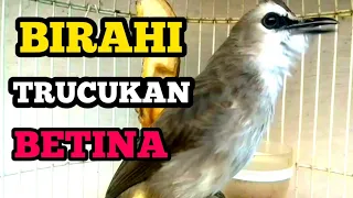 Download trucuk betina birahi memanggil jantan AMPUH buat pancingan trucukan agar nyaut gacor MP3