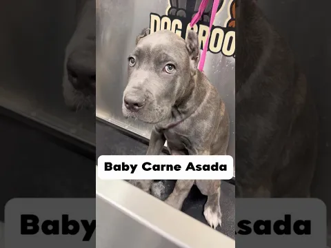 Baby Asada #canecorso #corso  #dogs #doggroomer  #dogbath