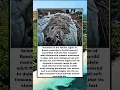 Download Lagu A 44,000 Year Old Wolf Found In Russia #trending #facts #shortvideo #shorts #viral
