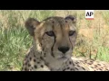Getting the fine details really up close on art safari