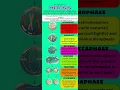 Mitosis - Phases of Mitosis Stages of Mitosis Cell cycle