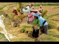Download Lagu Budaya Betawi, Gambang Kromong