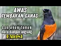 Lagu murai batu FIGHTER BONGKAR ISIAN !! Ampuh buat PANCINGAN murai batu malas bunyi jadi EMOSI NYAMBER