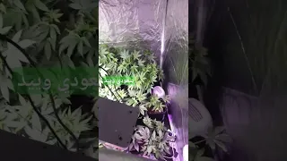 زراعة الماريجوانا في المنزل ماريجوانا حشيش 