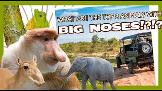 8 Cool Animals with BIG Noses
