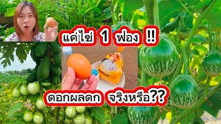 “ไข่แค่ 1 ฟอง! ทำให้ดอกดกผลดกจริงหรือ?”“ฮอร์โมนไข่🌱สูตรง่ายๆ ช่วยบำรุงต้นดอกผลดก ไม่รู้ลืม!”