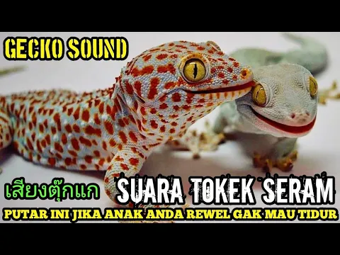 Download MP3 SUARA TOKEK, เสียงตุ๊กแกน่ากลัว, GECKO SOUND, ASMR