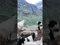 Download Lagu Grace in the Wild – Goats of the Himalayas
