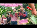 PULANG KAMPUNG PANEN RAMBUTAN DAN JAMBU DI KEBUN MERTUA NYA DEVI