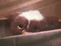 Gremlins 1 but only gizmo in the screen REUPLOADED