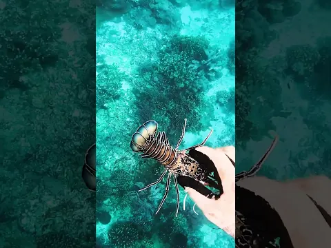Catch A Super Rare Lobster With My Hands #fishing #lobster #survival