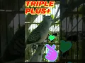 Download Lagu PERKUTUT LOKAL GACOR Suara KUK Triple Plus +. SPEK KICAU \u0026 ANGGUNGAN