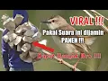 Download Lagu Audio pikat Ribut Ciblek Gunung/Prenjak Gunung paling di Cari!!! Pikat cigun mp3
