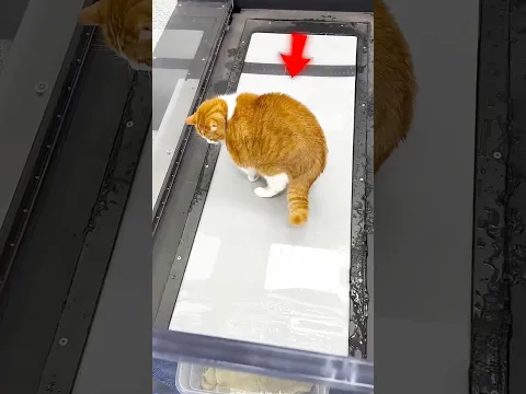 Weight Loss of Cat 🐱!!!!!
