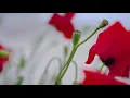 Lupu Wellness - World for Myself