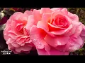 Download Lagu Music for the soul! Music therapy for the heart! Sergey Grischuk!