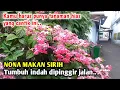 Download Lagu NONA MAKAN SIRIH - KAMU HARUS PUNYA TANAMAN HIAS YANG CANTIK INI !!