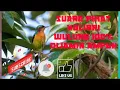 Download Lagu suara pikat kolibri wulung