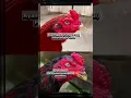 Download Lagu Perbedaan kepala ayam cepat dan lambat #fyp #viral #ayamaduan #ayambangkok #pama #mnagon #thailand