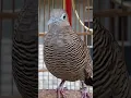 Download Lagu Burung tekukur lokal punya suara topcer yang jernih untuk umpan yang langsung bereaksi #shorts