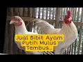 Download Lagu Ayam putih mulus