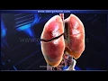 Respiratory System Lively Worksheet