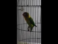 Download Lagu Lovebird ngekek panjang RUDAL istri NUKLIR/si BIANG KEROK