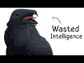 Download Lagu Why it Sucks To Be Born As a Raven