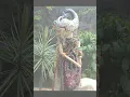 Download Lagu koleksi wayang golek abah asep sunandar sunarya giri harja 3