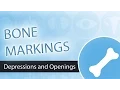 Bone Markings - Depressions and Openings