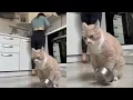 Download Lagu Cats Just Doing What Cats Do Best 🤣Funny Cats Videos 2025 🐱 Part 41