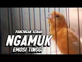 Download Lagu KENARI GACOR PANJANG Emosi Cuit Cuit NGEROL AMPUH utk Pancingan Kenari Paud dan Masteran Murai Batu